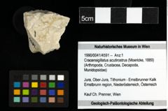 Foto (Objekt + Etiketten) von Cracensigillatus acutirostrus (Moericke, 1889) 